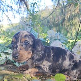 Dachshund, Poodle, and Yorkshire Terrier Puppies from Granny's babies