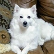 Belle - American Eskimo Dog
