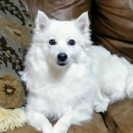 Belle - American Eskimo Dog