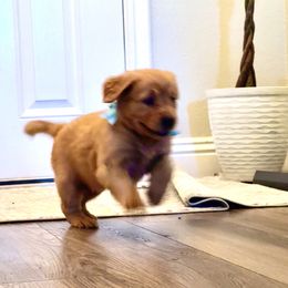 Golden Retriever and Labrador Retriever Puppies from All Around Retrievers