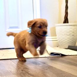 Golden Retriever and Labrador Retriever Puppies from All Around Retrievers