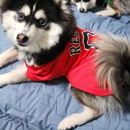 Pomsky Puppies from Way too cute Pomskies
