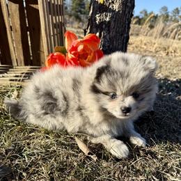 Pomeranian and Pomsky Puppies from Stacey Venable