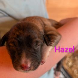 Hazel - Tan female Colorado Mountain Dog puppy in Colorado Springs, Colorado from Sharp Guardians and Goldens