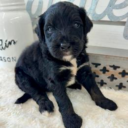 Mr. Lemonade - Phantom male Bernedoodle puppy in Hegins, Pennsylvania from Bubbling Springs Doodles, LLC