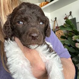 Luke - Parti male Poodle puppy in Greenwich, New York from MizzElle’s Standard Poodles