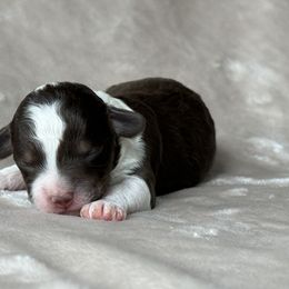 Bernedoodle Puppies from Huckleberry Bernedoodles