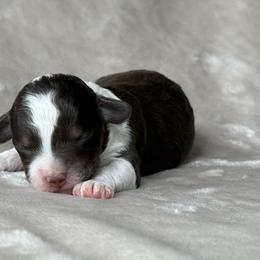 Bernedoodle Puppies from Huckleberry Bernedoodles