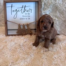 Boy 3 - Red  male Goldendoodle puppy in Bucyrus, Missouri from Hill Top Pomskies
