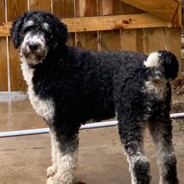 Millie - Bernedoodle