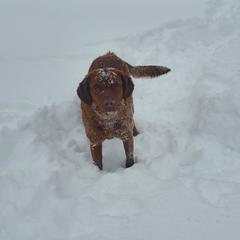 Toes - Chesapeake Bay Retriever