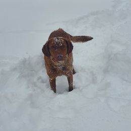 Toes - Chesapeake Bay Retriever