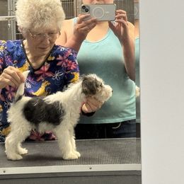 Boy 1 - White black and tan male Wire Fox Terrier puppy in Hermitage, Pennsylvania from Alisteen Wires