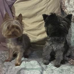 Yorkshire Terrier puppies from Yorker Puppy Palace