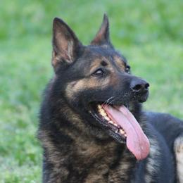 Rico - German Shepherd