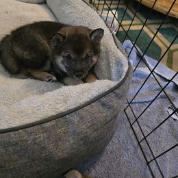 Shiba Inu Puppies from ScrapiShibas