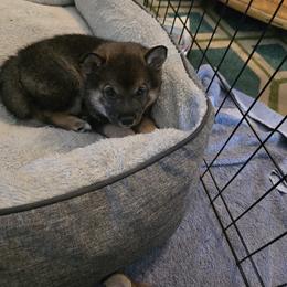 Shiba Inu Puppies from ScrapiShibas