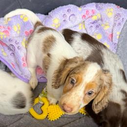 Winfred Besco - Dapple male Dachshund puppy in Irving, Texas from DFW Dachshunds by G & S