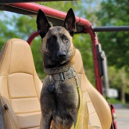 Echo - Belgian Malinois