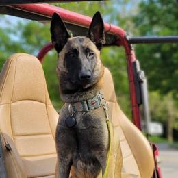 Echo - Belgian Malinois