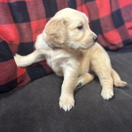 Golden Retriever and Labrador Retriever Puppies from Storm Chasers Retrievers