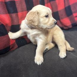 Golden Retriever and Labrador Retriever Puppies from Storm Chasers Retrievers