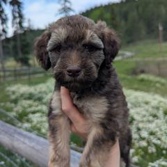 White Girl - Brown female Whoodle puppy in Kalispell, Montana from Countryman Whoodles