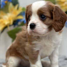 Cavalier King Charles Spaniels, Cavapoos, and Cocker Spaniels from Shelli Ryan