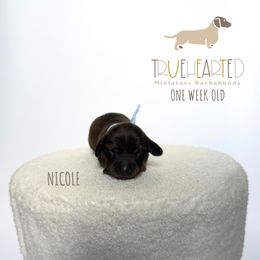 Nicole - Brindle female Dachshund puppy in Royse City, Texas from Truehearted Miniature Dachshunds