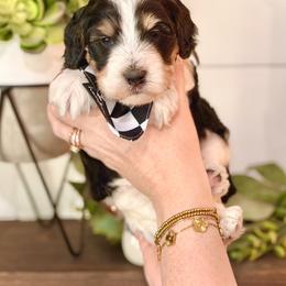 Boy 1 - Tri-color male Bernedoodle puppy in Salt Lake County, Utah from Coco Avenue Pups