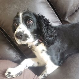 Abbie - English Springer Spaniel