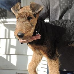 Airedale Terriers from Lydia's Litter