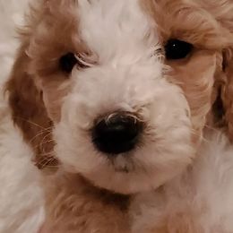 Girl 1 green - Apricot Goldendoodle puppy in Schertz, Texas from Kat's Teddydoodles