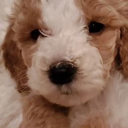 Girl 1 green - Apricot Goldendoodle puppy in Schertz, Texas from Kat's Teddydoodles