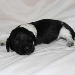 Scooby (2675) - Piebald male Dachshund puppy in Sonora, Kentucky from Maple Hill Miniature Dachshunds