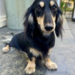 AKC Limited Ivy - Black and cream female Dachshund puppy in Cherry Valley, California from Sugar and Spice Dachshunds