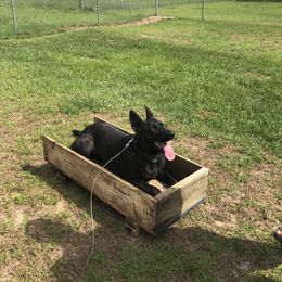 German Shepherd Puppies from Guamany K9 Vomhaus