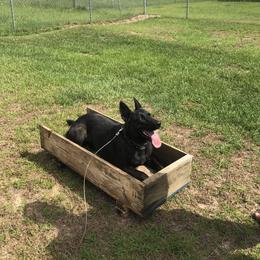 German Shepherd Puppies from Guamany K9 Vomhaus