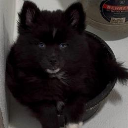 Gigi - Black and white female Pomsky puppy in Spring Hill, Florida from PDQ Pomskies