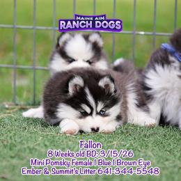 Fallon - Black and white female Pomsky puppy in Humeston, Iowa from M.A.R. Dogs