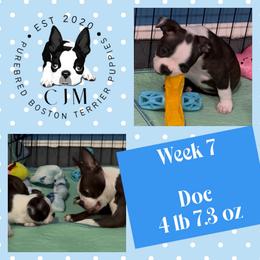 Doc - Black brindle and white male Boston Terrier puppy in Jupiter, Florida from CJM Boston and Boxer Puppies