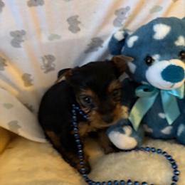 Yorkshire Terrier Puppies from Fox Ridge Kennels