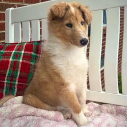 Denim - Sable merle and white female Collie puppy in Charleston, West Virginia from Tucker Creek Collies