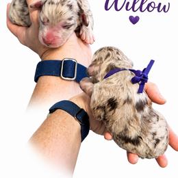 Willow - Merle female Saint Berdoodle puppy in Garland, Texas from Brewer's Doodles and French Bulldogs