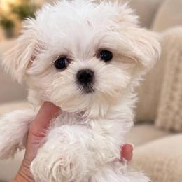MONICA tiny - White female Maltese puppy in San Diego, Temecula, Ontario, California from Yorkie & Maltese Royalty