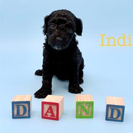 India - Black female Poodle puppy in Carrollton, Georgia from Dande Poodles, LLC