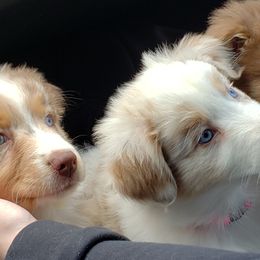 Australian Shepherds from Aussies By The Sea