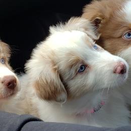 Australian Shepherds from Aussies By The Sea