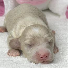 Kaleb - Cream male Dachshund puppy in Fayetteville, North Carolina from RRD