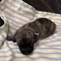 Light blue collar boy - Brindle male Cairn Terrier puppy in Hastings, Nebraska from D & J SCOTTIES AND CAIRNS & Miniature Long haired Dachshunds